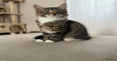 Mixed Breed cats - Advert 8