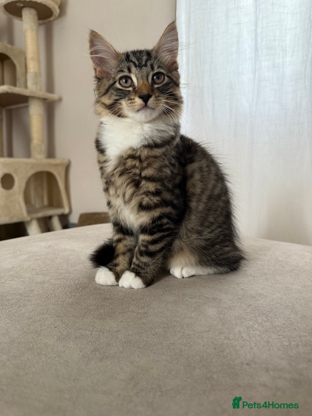 Mixed Breed cats for sale: 1 BEAUTIFUL KITTEN LEFT - 1 BOY! - Image 2
