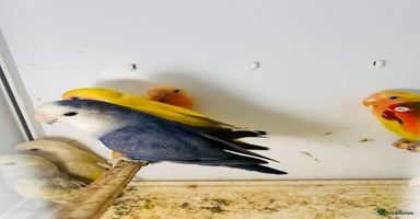 Lovebirds birds - Advert 1