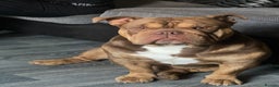 English Bulldog dogs for sale: Exotic English bulldog  - Advert 6