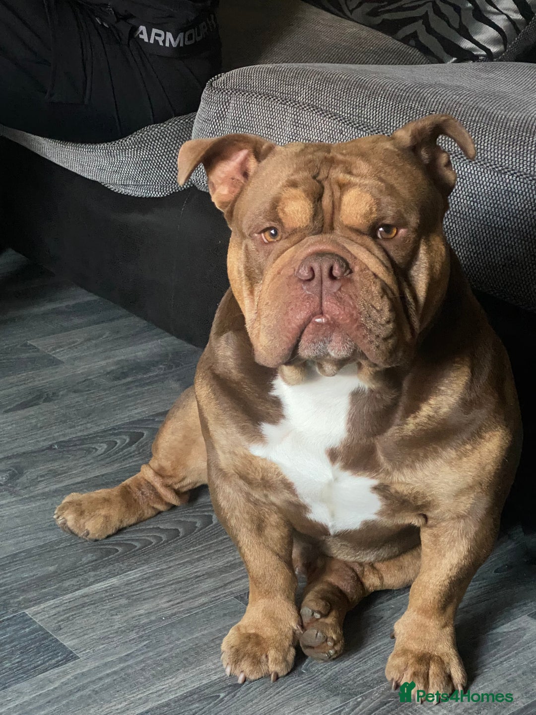 English Bulldog dogs for sale: Exotic English bulldog  - Advert 6