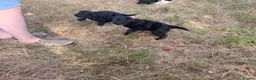 Bordoodle dogs for sale: Border doodle puppies - Advert 14