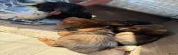 Mixed Breed dogs for sale: Puppies for sale  - Advert 2