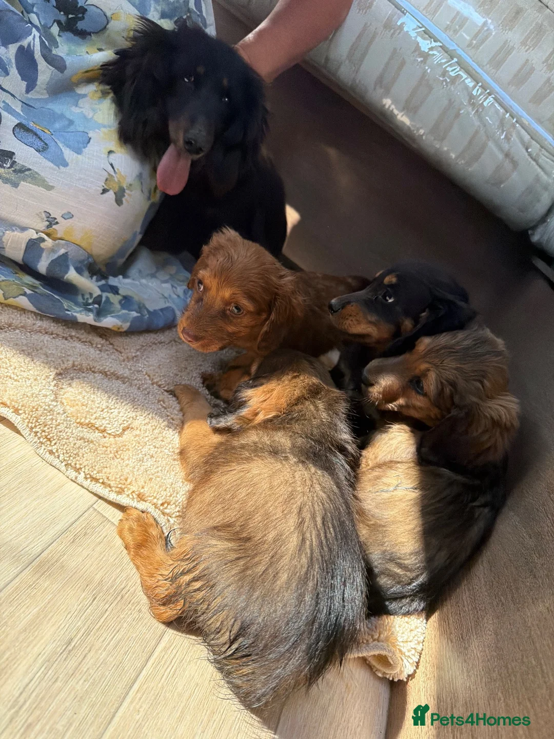 Mixed Breed dogs for sale: Puppies for sale  - Advert 2