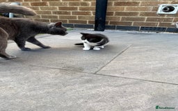 British Shorthair cats for sale: 3 British shorthair kittens  - Image 16