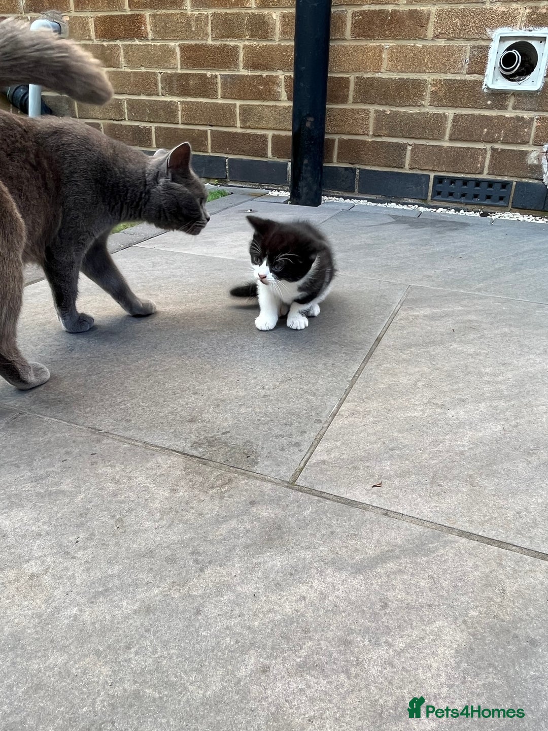 British Shorthair cats for sale: 3 British shorthair kittens  - Image 16