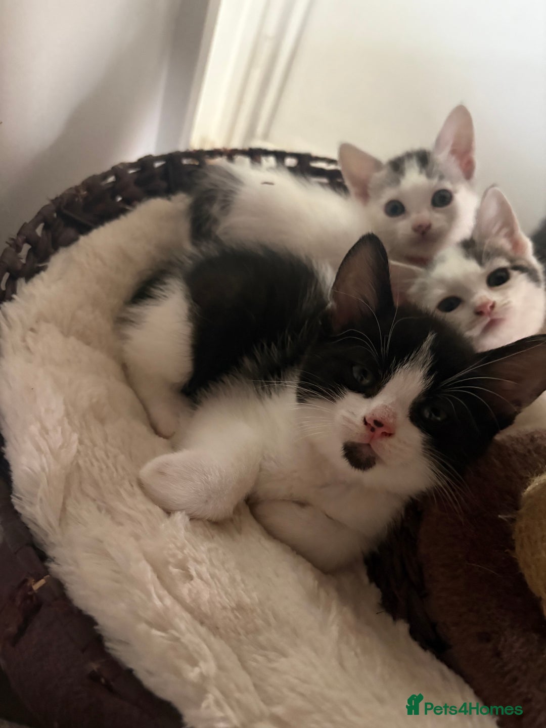 Mixed Breed cats for sale: Beautiful mixed breed kittens - Image 26