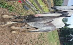Irish Cob horses for sale: Puddles  - Image 5