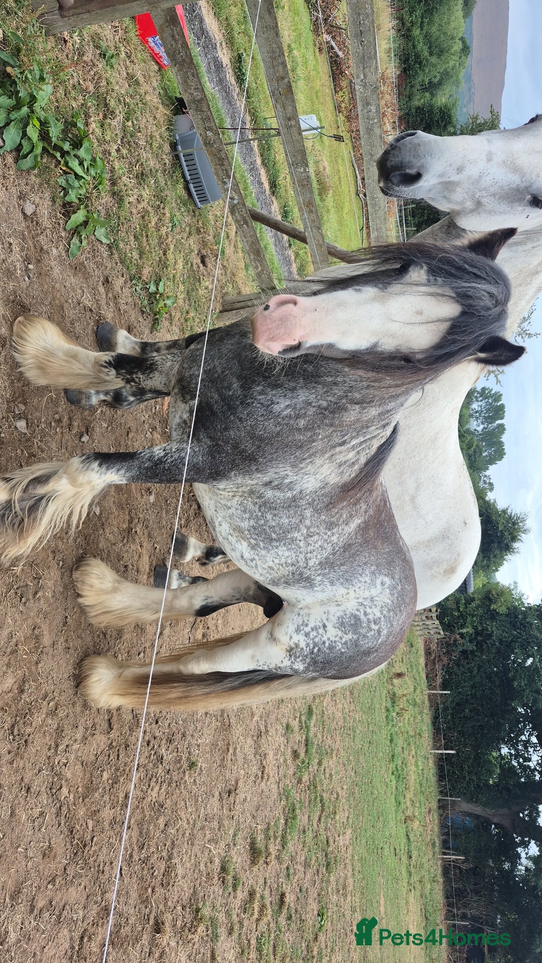 Irish Cob horses for sale: Puddles  - Image 5