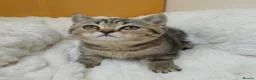 British Shorthair cats for sale: Golden Tabby Kittens  - Advert 1