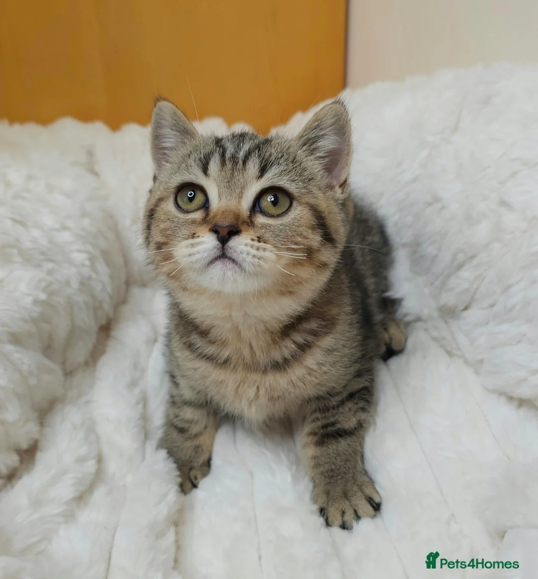 British Shorthair cats for sale: Golden Tabby Kittens  - Advert 1