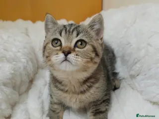 British Shorthair cats Golden Tabby Kittens - Advert 15