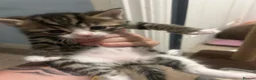 Mixed Breed cats for sale: 7 adorable kittens - Advert 5