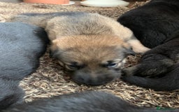 Mixed Breed dogs for sale: Labrador x German Shepard puppies - Image 9