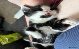 British Longhair cats for sale: Three adorable kittens  - Image 24