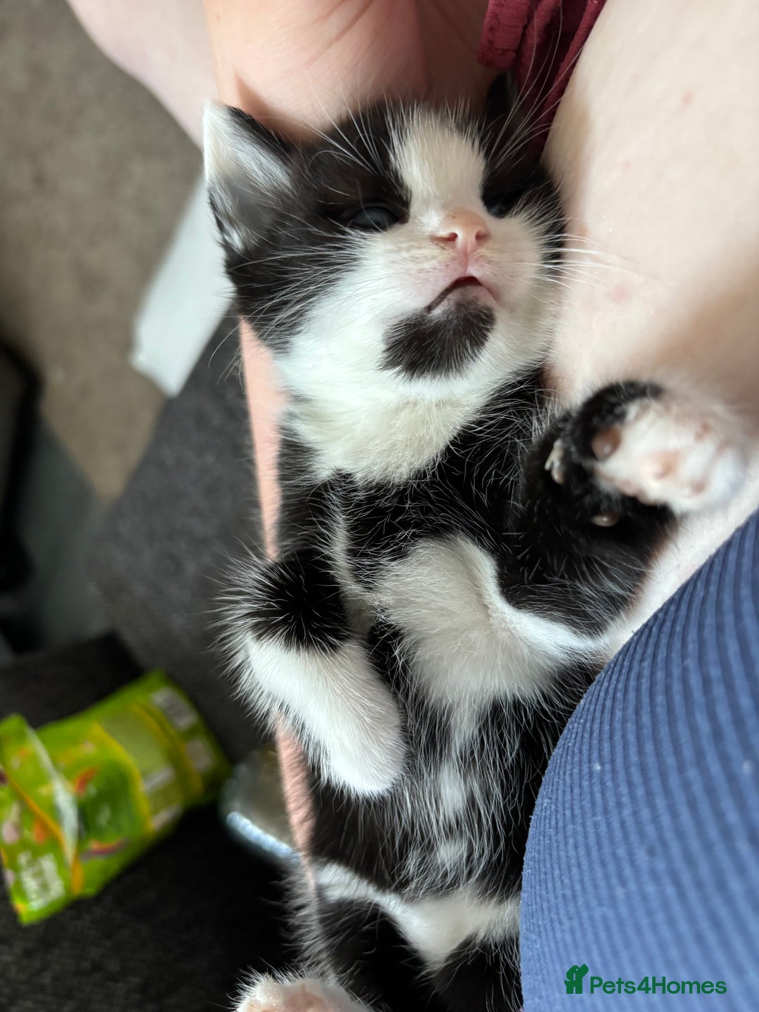 British Longhair cats for sale: Three adorable kittens  - Image 24