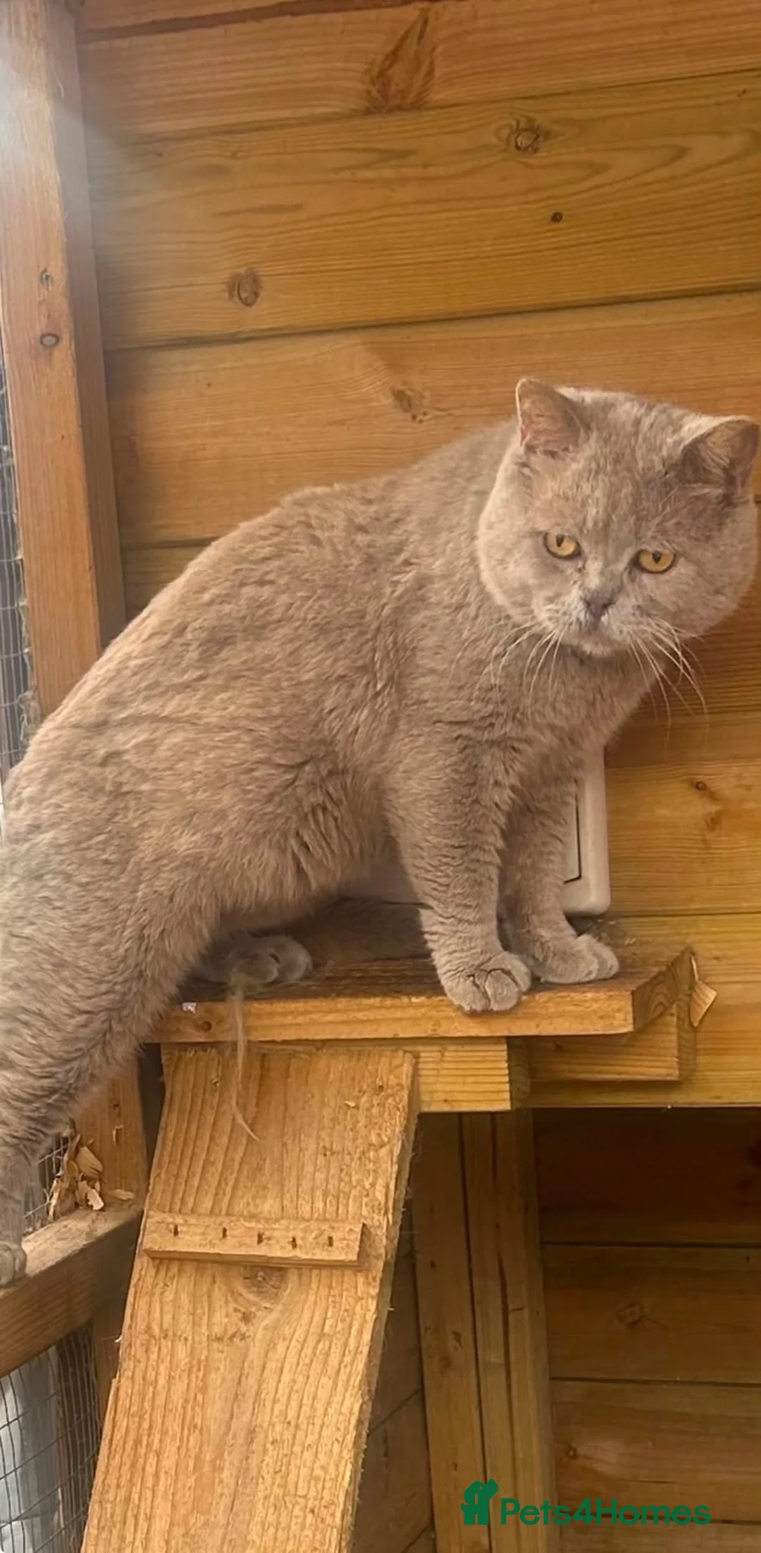 British Shorthair cats for sale: BSH KITTENS 🤎💙 - Advert 8