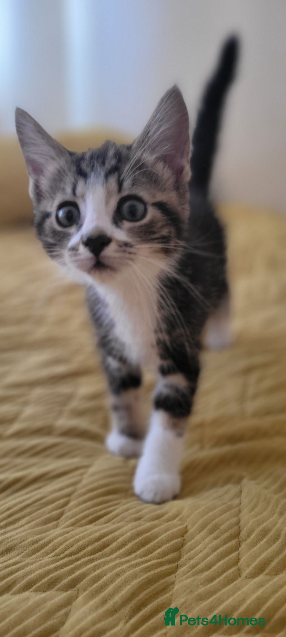 Mixed Breed cats Kittens for sale. 2 boys and one girl - Advert 1