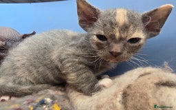 Sphynx cats for sale: Adorable Grey Female Sphynx x Devon Rex Elf Mix  - Image 10