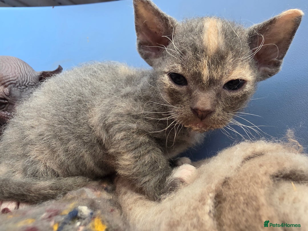 Sphynx cats for sale: Adorable Grey Female Sphynx x Devon Rex Elf Mix  - Image 10