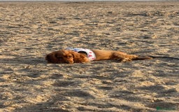 Cocker Spaniel dogs for sale: Show cocker spaniel puppy  - Image 2