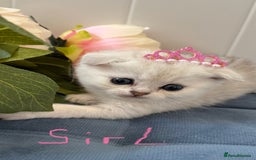 Scottish Fold cats for sale: 2 Scottish Girls  - Image 18
