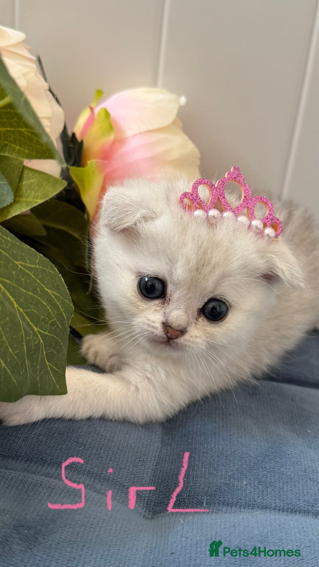 Scottish Fold cats for sale: 2 Scottish Girls  - Image 18
