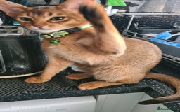 Abyssinian cats for sale: Abisinian kittens  - Image 10