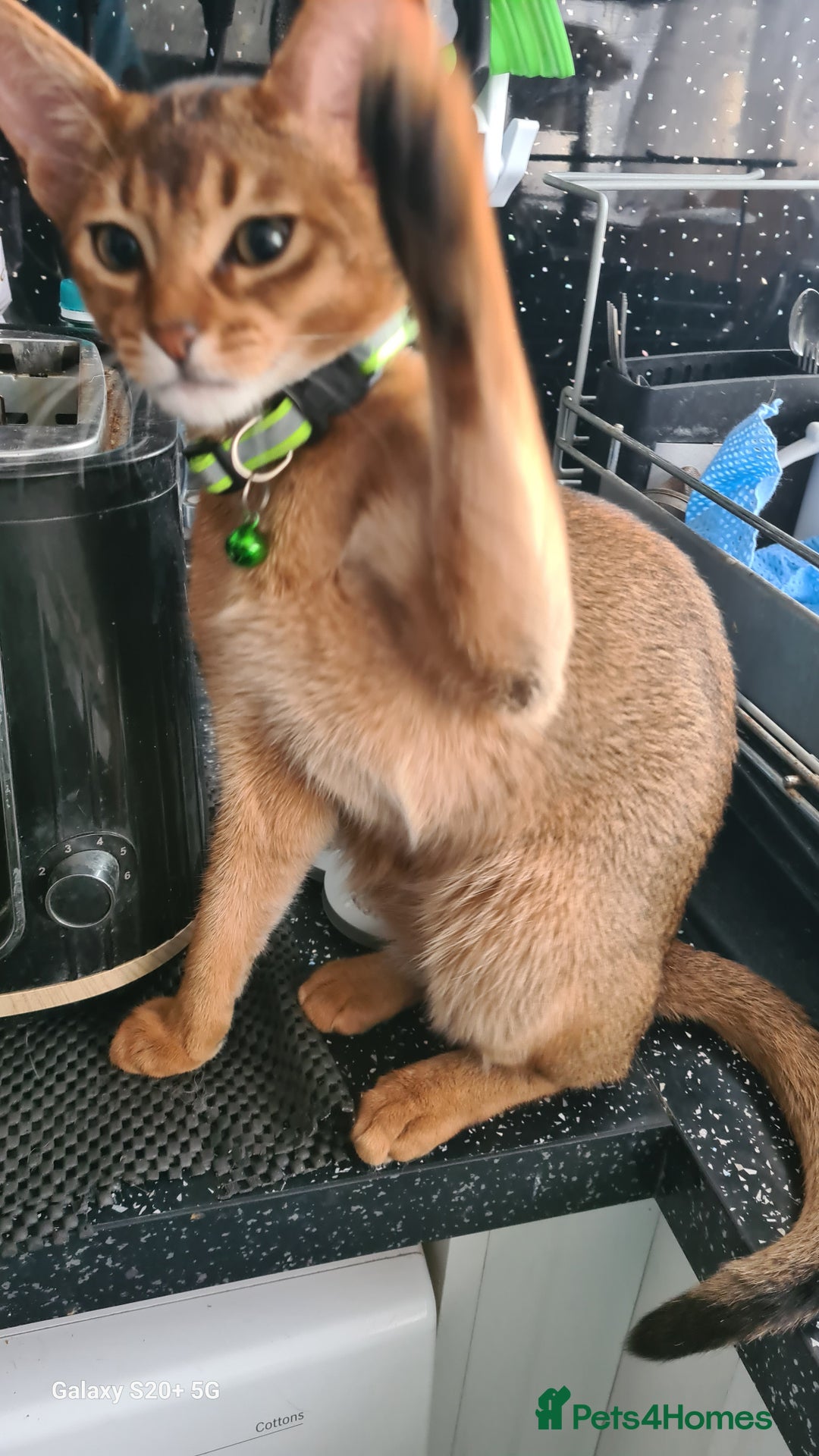Abyssinian cats for sale: Abisinian kittens  - Image 10