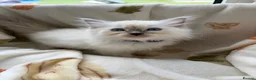 Ragdoll cats for sale: ✨ Beautiful GCCF Ragdoll Kittens from Serenity✨ - Advert 18
