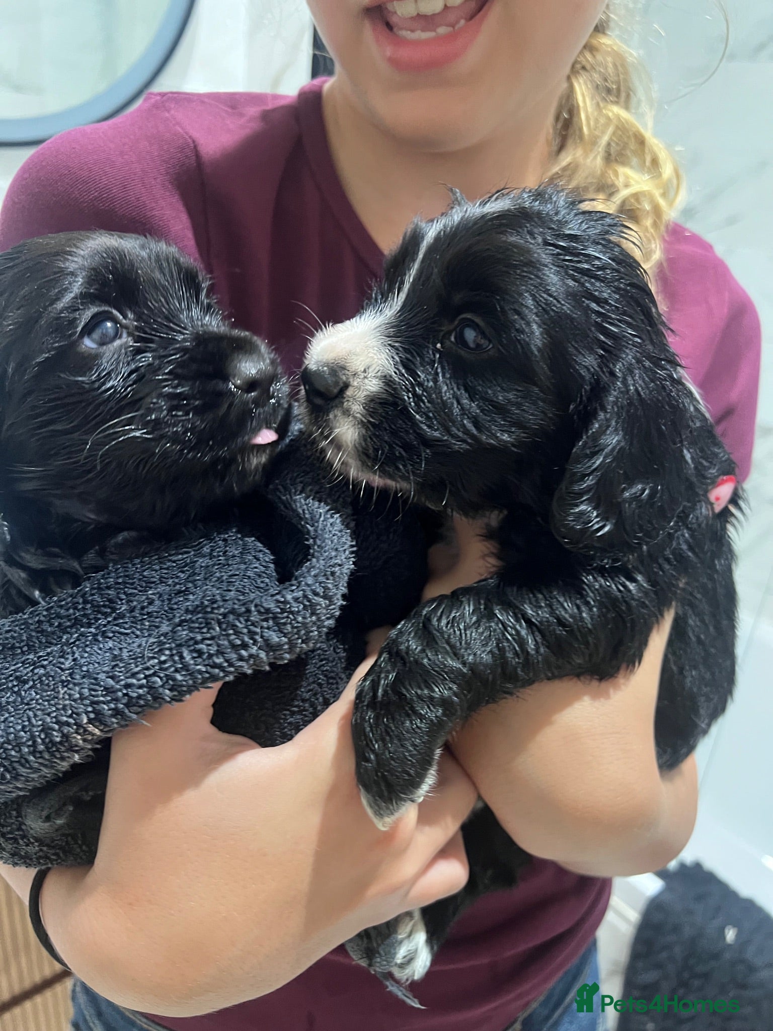 Cocker Spaniel dogs Beautiful Chunky Cocker Spaniel Pups - Advert 1