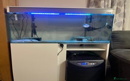 Axolotl reptiles for sale: 2 Adult male Axolotls and Full set up  - Image 1