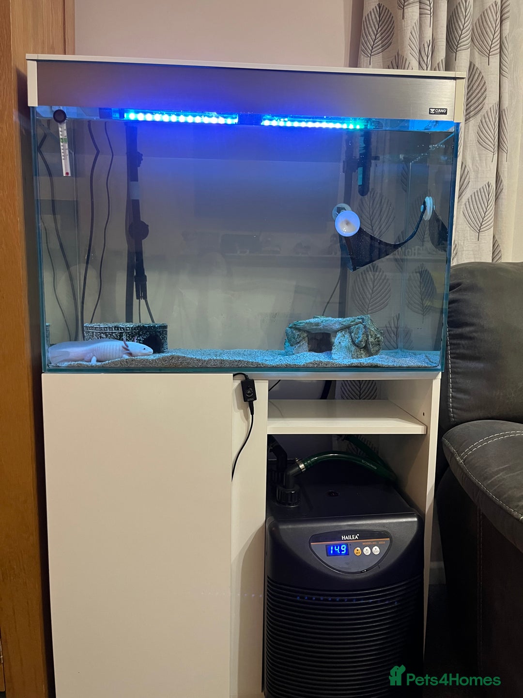 Axolotl reptiles for sale: 2 Adult male Axolotls and Full set up  - Image 1