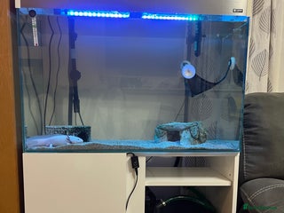 Axolotl reptiles for sale - Advert 1