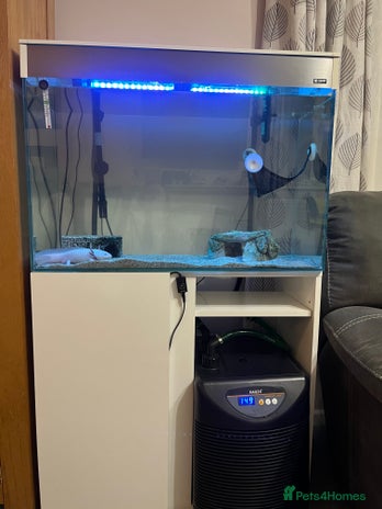 Axolotl reptiles - Advert 1