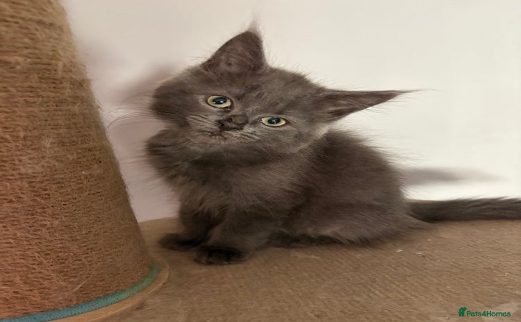 Maine Coon cats - Advert 4