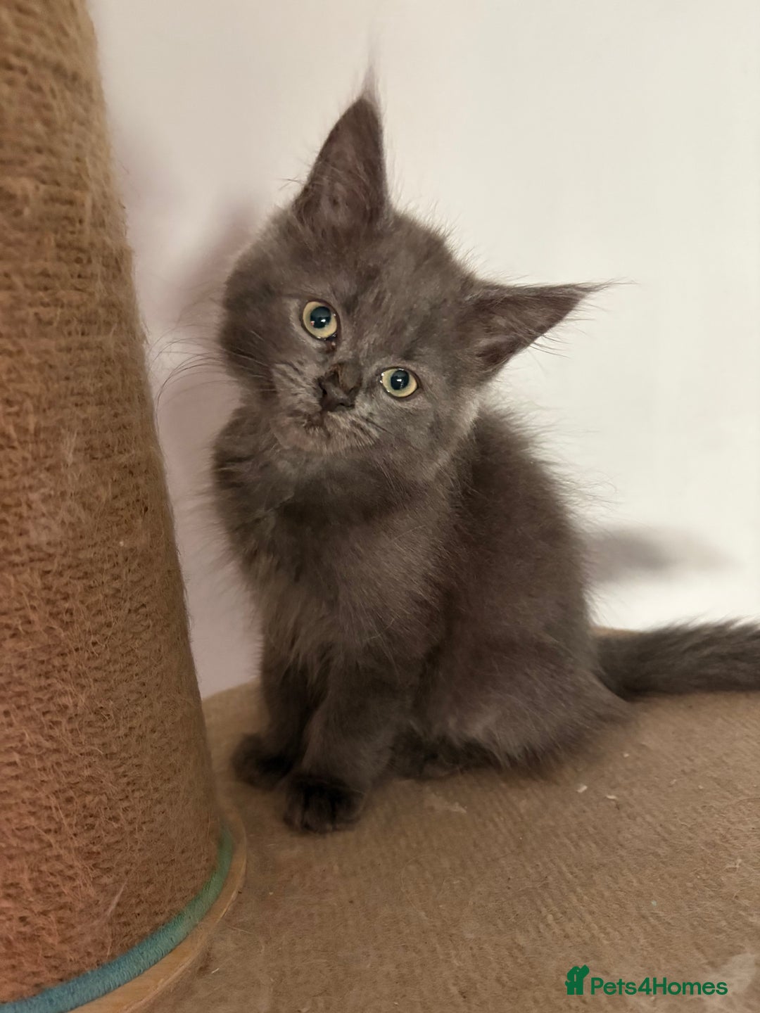 Maine Coon cats for sale: Maine coon cross ragdoll kittens  - Image 1