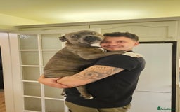 Staffordshire Bull Terrier dogs for sale: 4yr old female staffy - Image 7
