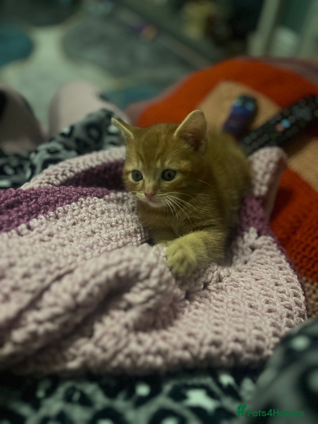 Domestic Shorthair cats for sale: Tabby kittens - Image 11