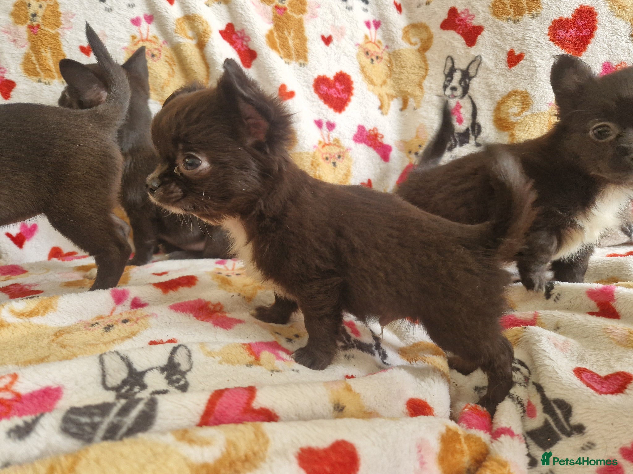 Chihuahua dogs for sale: 4 dark brown/black chihuahuas  - Advert 1