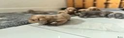 Miniature Dachshund dogs for sale: 6 beautiful baby’s ready soon  in Wingate - Advert 5