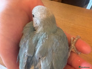 Lovebirds birds Lovebird babies - friendly chicks - Advert 4