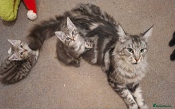 Maine Coon cats for sale: Gorgeous Maine Coon Cross Siamese kittens - Image 1