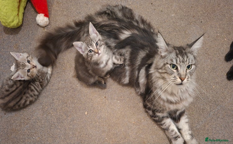 Maine Coon cats - Advert 7
