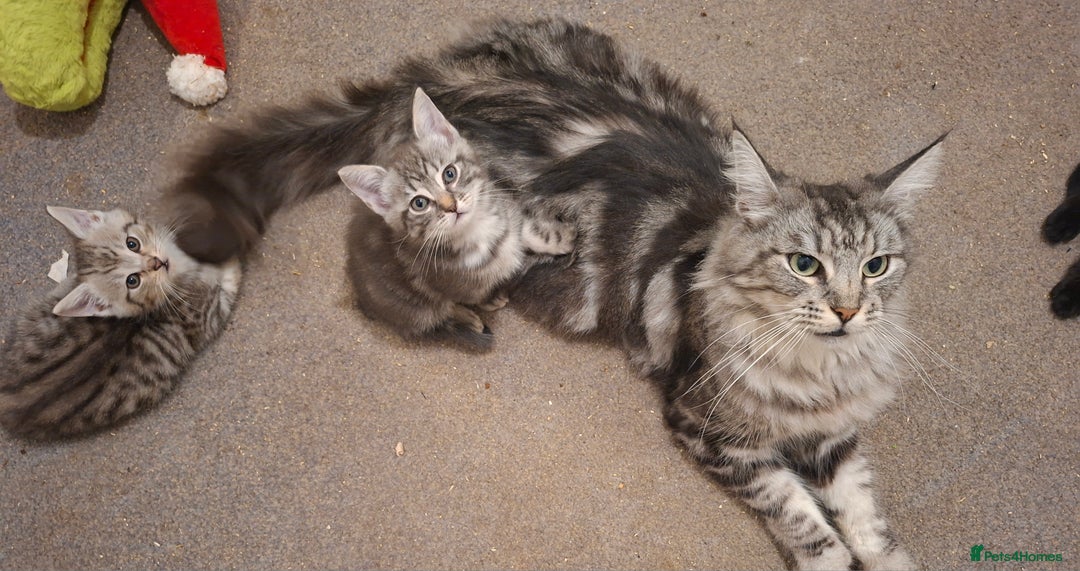 Maine Coon cats for sale: Gorgeous Maine Coon Cross Siamese kittens - Image 1