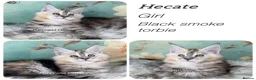 Maine Coon cats for sale: TICA registered adorable Maine coon kittens - Advert 9