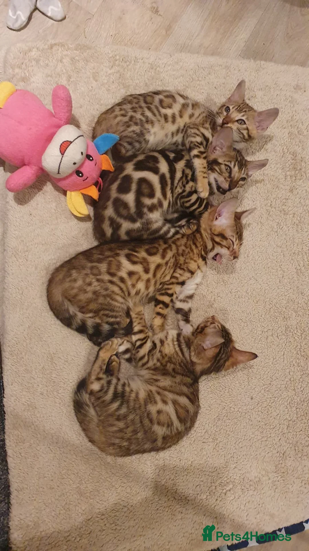 Bengal cats for sale: 🔥✨Pedigree TICA-Registered Bengals - Advert 5
