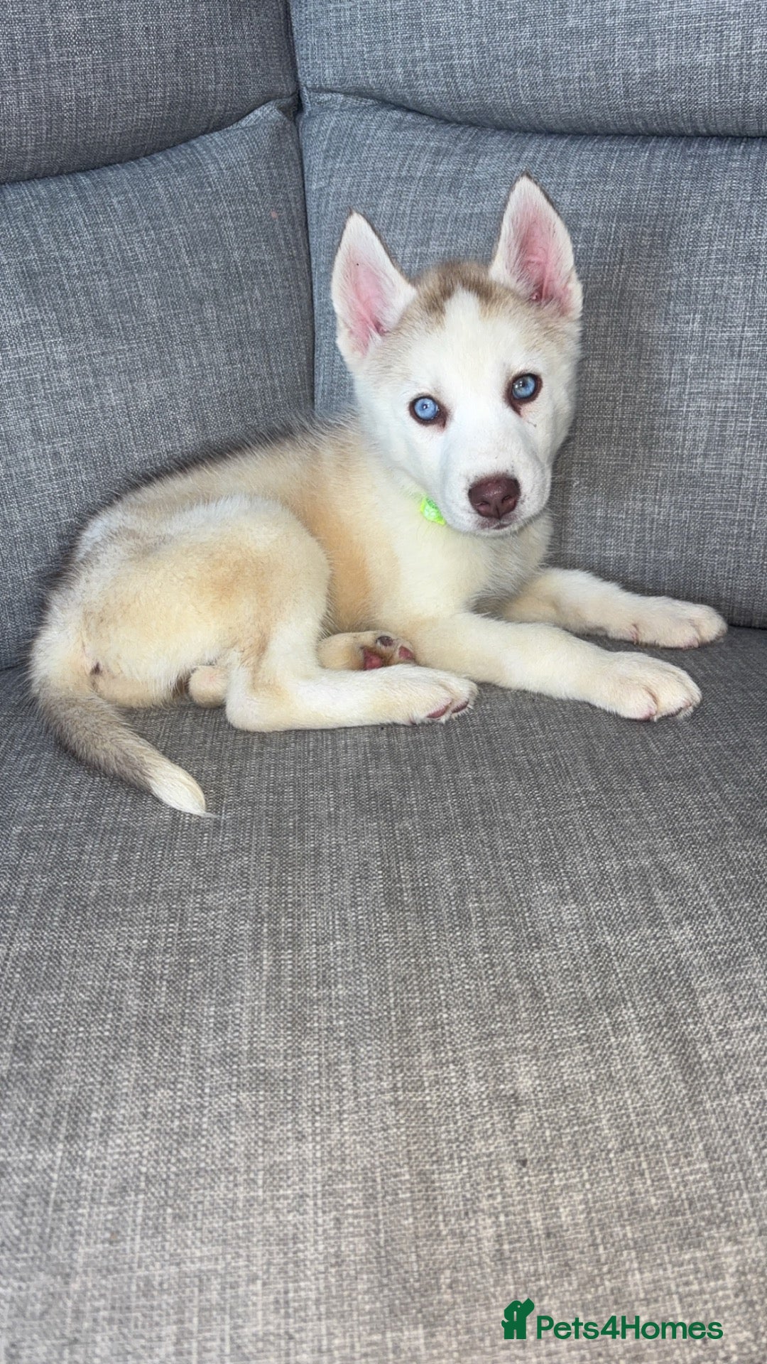 Siberian Husky dogs Ready Now! Siberian Husky boy left - Advert 20