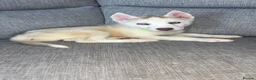 Siberian Husky dogs for sale: Ready Now! Siberian Husky boy left - Advert 1