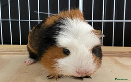 Guinea Pig rodents for sale: 3 Male Guinea Pigs - Image 11